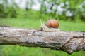 Big snail in shell crawling on the tree Royalty Free Stock Photo