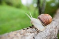 Big snail in shell crawling on the tree Royalty Free Stock Photo