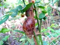 Big snail in shell crawling on a tree Royalty Free Stock Photo