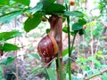 Big snail in shell crawling on a tree Royalty Free Stock Photo