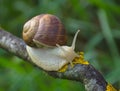 Big snail in shell Helix pomatia also Roman snail, Burgundy snail crawling on a tree branch, summer sunny day in garden Royalty Free Stock Photo