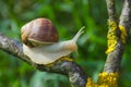 Big snail in shell Helix pomatia also Roman snail, Burgundy snail crawling on a tree branch, summer sunny day in garden Royalty Free Stock Photo