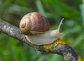 Big snail in shell Helix pomatia also Roman snail, Burgundy snail crawling on a tree branch, summer sunny day in garden Royalty Free Stock Photo