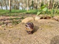 A big snail is slowly creeping in the forest after the rain. Focus on the selected point