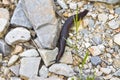 A big snail slowly creeps on the stones