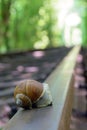 Big snail on the track. Railway between the trees that create a tunnel of green leaves.