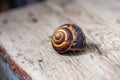 Big snail on the tree. Burgudian, grape or Roman edible snail from the Helicidae family Royalty Free Stock Photo