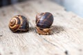 Big snail on the tree. Burgudian, grape or Roman edible snail from the Helicidae family Royalty Free Stock Photo