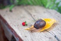 Big snail on the tree. Burgudian, grape or Roman edible snail from the Helicidae family Royalty Free Stock Photo