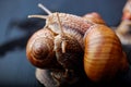 Big snails crawling one on one Royalty Free Stock Photo