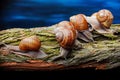 Big snails crawling one on one Royalty Free Stock Photo