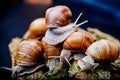 Big snails crawling one on one Royalty Free Stock Photo