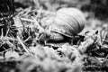 Big snails crawling one on one Royalty Free Stock Photo