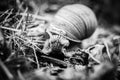 Big snails crawling one on one Royalty Free Stock Photo