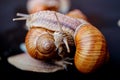 Big snails crawling one on one Royalty Free Stock Photo