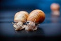 Big snails crawling one on one Royalty Free Stock Photo