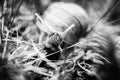 Big snails crawling one on one Royalty Free Stock Photo