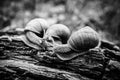 Big snails crawling one on one Royalty Free Stock Photo