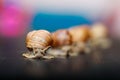 Big snails crawling one on one Royalty Free Stock Photo