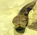 Big snake boa looking at the camera Royalty Free Stock Photo