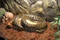 Big snake, python on animal exhibition