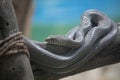 A big snake resting on tree Royalty Free Stock Photo