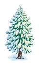 Big snow-covered fir tree. Vector dwawing Royalty Free Stock Photo