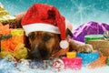 Big snowbound dog is waiting for christmas Royalty Free Stock Photo