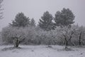 Big snowfall in the olive trees field in Umbria, Italy Royalty Free Stock Photo