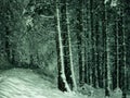 snowfall in a snowy forest Royalty Free Stock Photo