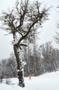 A big snowy tree with parasites on the snow with background of dry trees on a cold cloudy spring day at Cerro Bayo Bayo Hill,