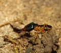The big soldier termite of soil eater Royalty Free Stock Photo