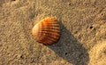 Big solitary shell on the beach. orange, brown and white. vertical streaks. beautiful and fearless on the sand