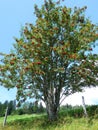 A sorb with fruits