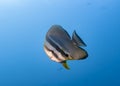 Big Spadefish in the blue water of the Indian ocean Royalty Free Stock Photo