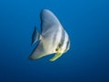 Big Spadefish in the blue water of the Indian ocean Royalty Free Stock Photo