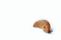 Big Spanish Slug Arion vulgaris. Isolated on white background. Copy space Royalty Free Stock Photo