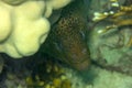 Big specimen of Giant Moray is hidden under a coral reef. This beautiful Moray Eel is a species of marine fish in the Muraenidae. Royalty Free Stock Photo