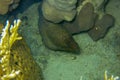 Big specimen of Giant Moray is hidden under a coral reef. This beautiful Moray Eel is a species of marine fish in the Muraenidae. Royalty Free Stock Photo