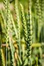 Big spelt - triticum spelta - poaceae Royalty Free Stock Photo