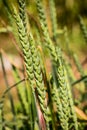 Big spelt - triticum spelta - poaceae Royalty Free Stock Photo