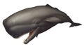 Big sperm whale realistic illustration isolated. Royalty Free Stock Photo