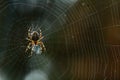 Spider building a web