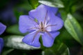Big spider in center of blue vinca periwinkle flower.