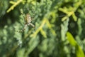 Big spider. Common black and yellow fat corn or garden spider Argiope aurantia on his web waiting for his prey close up selective Royalty Free Stock Photo