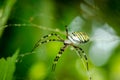 Common black and yellow fat corn or garden spider Argiope aurantia on his web waiting for his prey close up selective focus Royalty Free Stock Photo