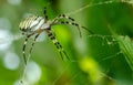 Common black and yellow fat corn or garden spider Argiope aurantia on his web waiting for his prey close up selective focus Royalty Free Stock Photo