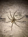 Big spider on the concrete floor at night. it is an eight legged predatory. Royalty Free Stock Photo