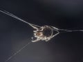 Big spider creating a spiderweb on isolated black background Royalty Free Stock Photo