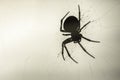 Big spider creating a spiderweb on isolated soft background Royalty Free Stock Photo
